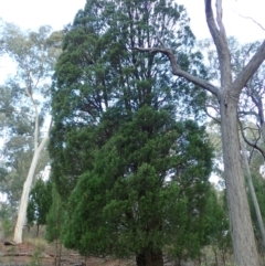 Callitris endlicheri (Black Cypress Pine) at Aranda Bushland - 22 Apr 2022 by CathB