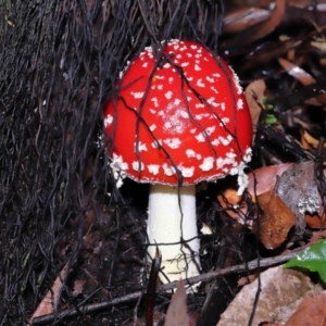 Amanita muscaria at Acton, ACT - 31 May 2022