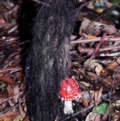 Amanita muscaria at Acton, ACT - 31 May 2022