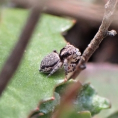 Maratus calcitrans (Kicking peacock spider) at Aranda Bushland - 16 May 2022 by CathB