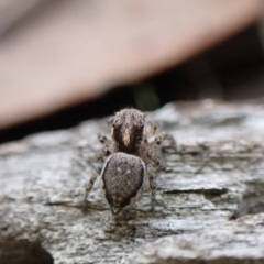 Maratus calcitrans at Aranda, ACT - suppressed