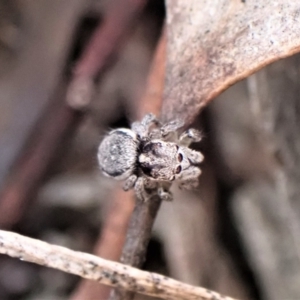 Maratus calcitrans at Aranda, ACT - suppressed