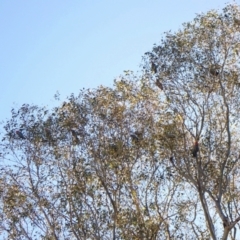 Callocephalon fimbriatum (Gang-gang Cockatoo) at Molonglo Valley, ACT - 3 May 2022 by CathB