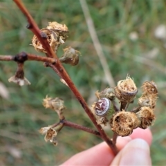 Callocephalon fimbriatum at Molonglo Valley, ACT - 3 May 2022