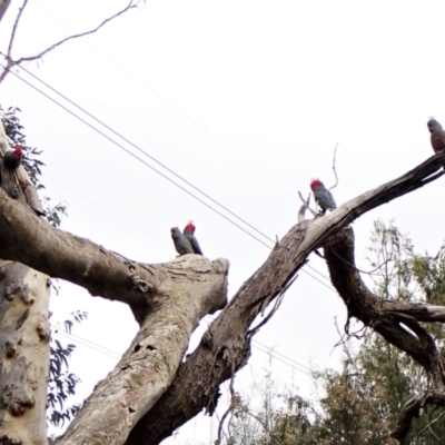 Callocephalon fimbriatum (Gang-gang Cockatoo) at Aranda, ACT - 23 May 2022 by CathB