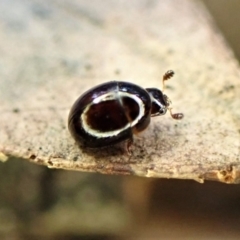 Leiodidae sp. (family) (A round fungus beetle) at Aranda Bushland - 26 May 2022 by CathB