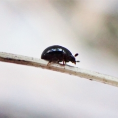 Leiodidae sp. (family) at Aranda, ACT - 26 May 2022