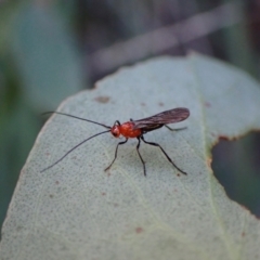 Braconidae sp. (family) (Unidentified braconid wasp) at Aranda, ACT - 8 May 2022 by CathB
