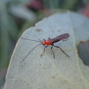 Braconidae sp. (family) at Aranda, ACT - 8 May 2022