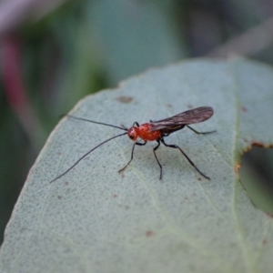 Braconidae sp. (family) at Aranda, ACT - 8 May 2022