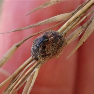 Trachymela sp. (genus) at Cook, ACT - 26 May 2022 02:50 PM