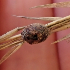 Trachymela sp. (genus) at Cook, ACT - 26 May 2022