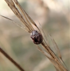 Trachymela sp. (genus) at Cook, ACT - 26 May 2022 02:50 PM