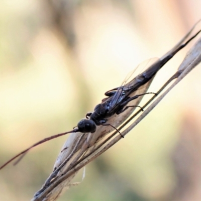 Monomachus antipodalis (A parasitic wasp) at Cook, ACT - 29 May 2022 by CathB