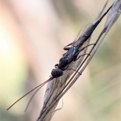 Monomachus antipodalis at Cook, ACT - 29 May 2022