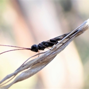 Monomachus antipodalis at Cook, ACT - 29 May 2022