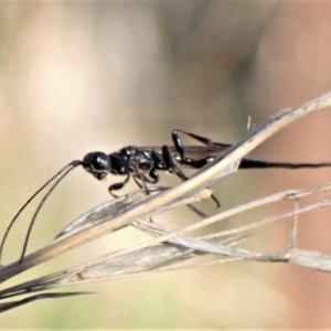 Monomachus antipodalis at Cook, ACT - 29 May 2022