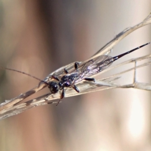 Monomachus antipodalis at Cook, ACT - 29 May 2022