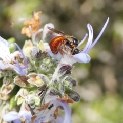 Unidentified Bee (Hymenoptera, Apiformes) at Yass River, NSW - 31 May 2022 by SenexRugosus