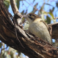 Cracticus torquatus (Grey Butcherbird) at Lions Youth Haven - Westwood Farm A.C.T. - 29 May 2022 by HelenCross