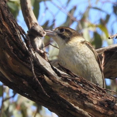 Cracticus torquatus (Grey Butcherbird) at Lions Youth Haven - Westwood Farm A.C.T. - 29 May 2022 by HelenCross