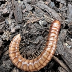 Paradoxosomatidae sp. (family) (Millipede) at Murrumbateman, NSW - 25 May 2022 by SimoneC