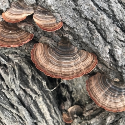 Phaeotrametes decipiens (A Polypore) at Mount Ainslie - 14 May 2022 by Pirom