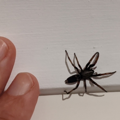 Lampona sp. (genus) (White-tailed spider) at Lions Youth Haven - Westwood Farm A.C.T. - 31 May 2022 by HelenCross