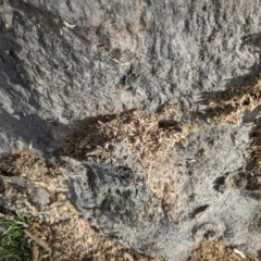 Papyrius sp. (genus) (A Coconut Ant) at Stromlo, ACT - 23 May 2022 by HelenCross