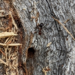 Papyrius sp. (genus) at Stromlo, ACT - 23 May 2022