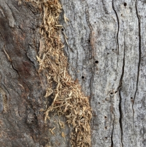 Papyrius sp. (genus) at Stromlo, ACT - 23 May 2022