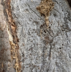 Papyrius sp. (genus) at Stromlo, ACT - 23 May 2022