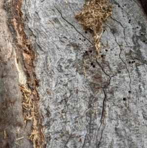 Papyrius sp. (genus) at Stromlo, ACT - 23 May 2022