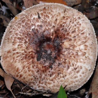 Agaricus sp. (Agaricus) at ANBG - 31 May 2022 by TimL