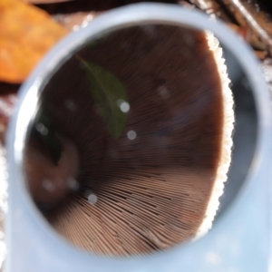 Agaricus sp. at Acton, ACT - 31 May 2022