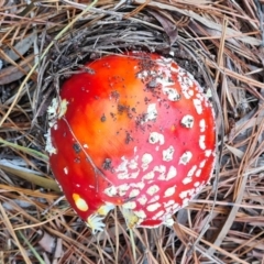 Amanita muscaria (Fly Agaric) at Isaacs, ACT - 14 May 2022 by galah681