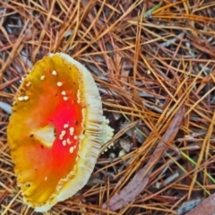 Amanita muscaria at Isaacs, ACT - 14 May 2022 12:56 PM