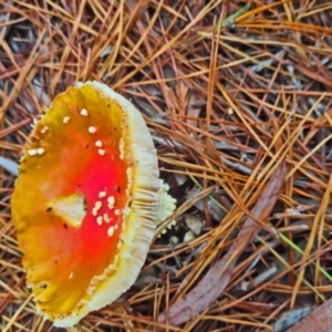 Amanita muscaria at Isaacs, ACT - 14 May 2022