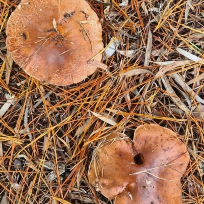 Lactarius deliciosus (Saffron Milkcap) at Isaacs, ACT - 14 May 2022 by galah681