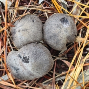 Tricholoma terreum at Isaacs, ACT - 14 May 2022