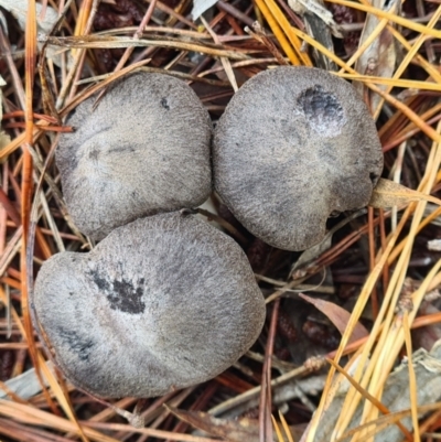 Tricholoma terreum (Grey Knight or Dirty Tricholoma) at Isaacs, ACT - 14 May 2022 by galah681