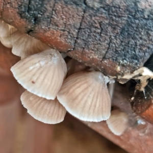 Mycena sp. at Isaacs, ACT - 14 May 2022