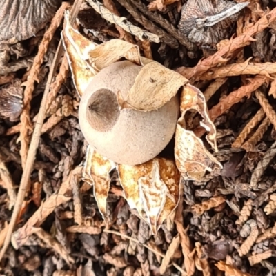 Geastrum sp. (genus) (An earthstar) at Isaacs, ACT - 14 May 2022 by galah681