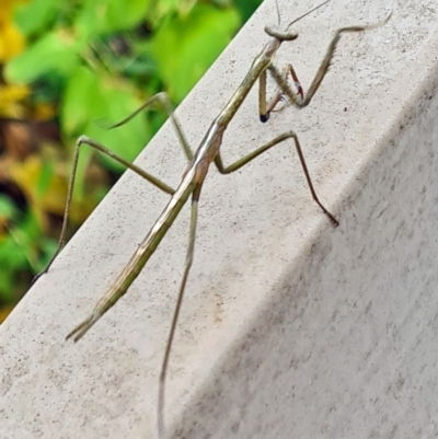 Unidentified Praying mantis (Mantodea) at Isaacs, ACT - 14 May 2022 by galah681