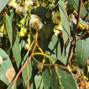 Eucalyptus leucoxylon at Hackett, ACT - 17 May 2022