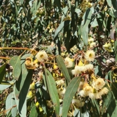 Eucalyptus leucoxylon at Hackett, ACT - 17 May 2022