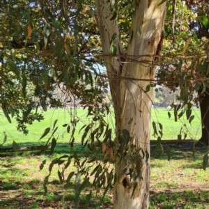 Eucalyptus leucoxylon at Hackett, ACT - 17 May 2022
