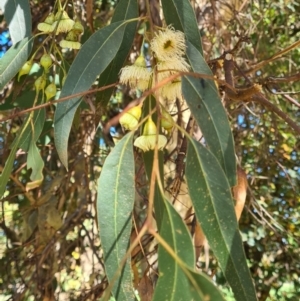 Eucalyptus leucoxylon at Hackett, ACT - 17 May 2022