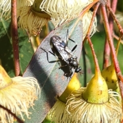 Exaireta spinigera (Garden Soldier Fly) at Hackett, ACT - 17 May 2022 by galah681