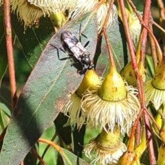 Exaireta spinigera at Hackett, ACT - 17 May 2022 12:15 PM